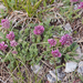 0050-Anthyllis-montana