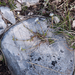 0051-Spring-Sandwort---Minuartia-verna