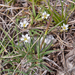 0052-Spring-Sandwort---Minuartia-verna