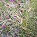 0053-gras-spec