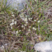 0054-Spring-Sandwort---Minuartia-verna