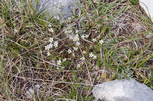 0054-Spring-Sandwort---Minuartia-verna