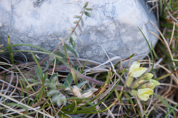 0055-Oxytropis-pilosa-stony-meadows-at-high-altitude