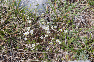 0056-Spring-Sandwort---Minuartia-verna