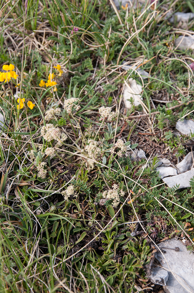 0057-Trinia-dalechampii-stony-slopes-pastures-at-high-altitude