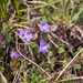 0058-Alpine-Rock-Thyme-Acinos-alpinus-clinopodium-alpinum