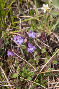 0058-Alpine-Rock-Thyme-Acinos-alpinus-clinopodium-alpinum