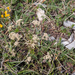0058-Trinia-dalechampii-stony-slopes-pastures-at-high-altitude
