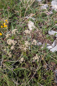 0058-Trinia-dalechampii-stony-slopes-pastures-at-high-altitude