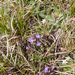 0059-Alpine-Rock-Thyme-Acinos-alpinus-clinopodium-alpinum