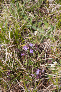 0059-Alpine-Rock-Thyme-Acinos-alpinus-clinopodium-alpinum