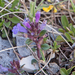 0060-Alpine-Rock-Thyme-Acinos-alpinus-clinopodium-alpinum