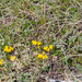 0060-Trinia-dalechampii-stony-slopes-pastures-at-high-altitude