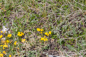 0060-Trinia-dalechampii-stony-slopes-pastures-at-high-altitude