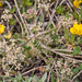 0061-Trinia-dalechampii-stony-slopes-pastures-at-high-altitude