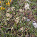 0062-Trinia-dalechampii-stony-slopes-pastures-at-high-altitude