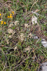 0062-Trinia-dalechampii-stony-slopes-pastures-at-high-altitude