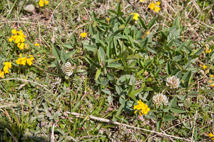 0063-Bergklaver-Trifolium-montanum-stony-pastures