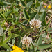 0064-Bergklaver-Trifolium-montanum-stony-pastures