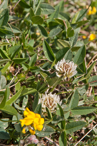 0064-Bergklaver-Trifolium-montanum-stony-pastures