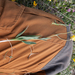 0065-ranunculus-gramineus-pasture