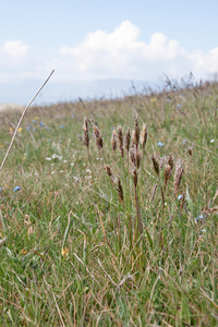 0070-reukgras-Anthoxanthum-odoratum