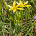 0078-Gagea fistulosa-spec