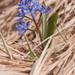 0079-vroege-sterhyaciant-Scilla-bifolia