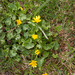 0082-Gewoon-speenkruid---Ficaria-verna-subsp.-verna-