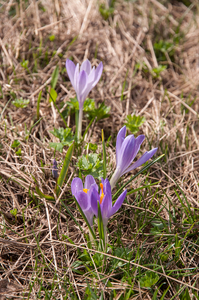 0085-crocus-verna