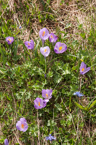 0086-crocus-verna