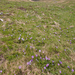 0087-crocus-verna