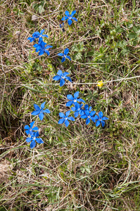 0090-gentiana-verna-subsp-verna-cool-montane-pastures,-stony-slop