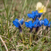 0091-gentiana-verna-subsp-verna-cool-montane-pastures,-stony-slop