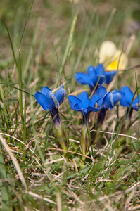 0091-gentiana-verna-subsp-verna-cool-montane-pastures,-stony-slop