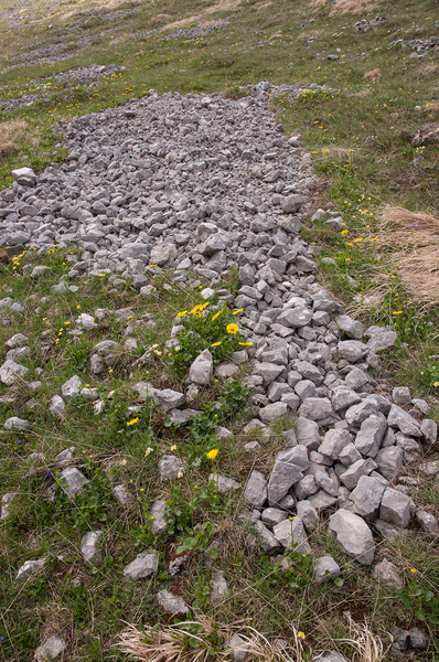 0093-Kale-voorjaarszonnebloem-Doronicum-columnae-woods,-shady-sto