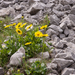 0095-Kale-voorjaarszonnebloem-Doronicum-columnae-woods,-shady-sto