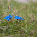 0097-gentiana-verna-subsp-verna-cool-montane-pastures,-stony-slop