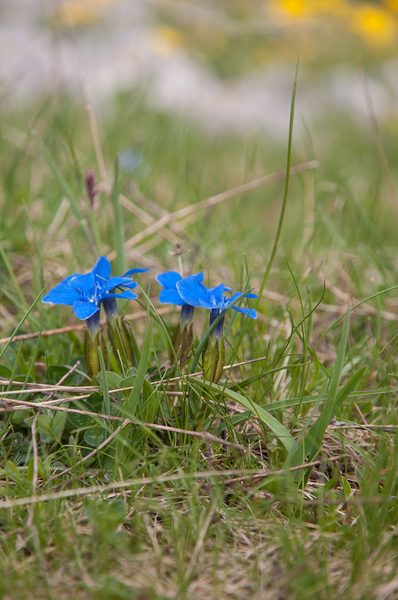 0097-gentiana-verna-subsp-verna-cool-montane-pastures,-stony-slop