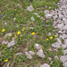 0096-Kale-voorjaarszonnebloem-Doronicum-columnae-woods,-shady-sto