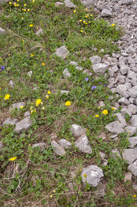 0096-Kale-voorjaarszonnebloem-Doronicum-columnae-woods,-shady-sto