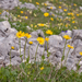 0098-Kale-voorjaarszonnebloem-Doronicum-columnae-woods,-shady-sto