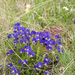 0101-viola-euginea
