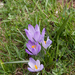 0102-crocus-verna