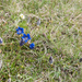 0106-Gentiana-dinarica-stony-slopes