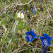 0108-Gentiana-dinarica-pulsatilla