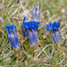 0109-Gentiana-dinarica-stony-slopes