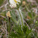 0110-pulsatilla