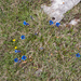 0111-Gentiana-dinarica-stony-slopes