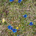 0112-Gentiana-dinarica-stony-slopes